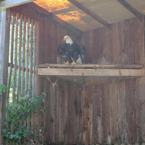 Weißkopfseeadler