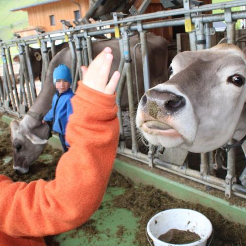 Kuh schleckt Kinderhand ab
