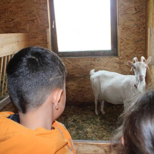 Ziege im Stall