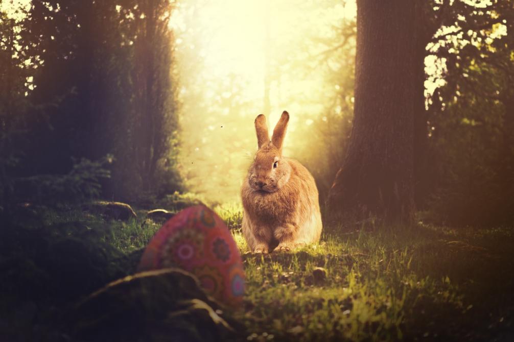 Hase im Wald, hinten scheint die Sonne, im Vordergrund ist ein Osterei