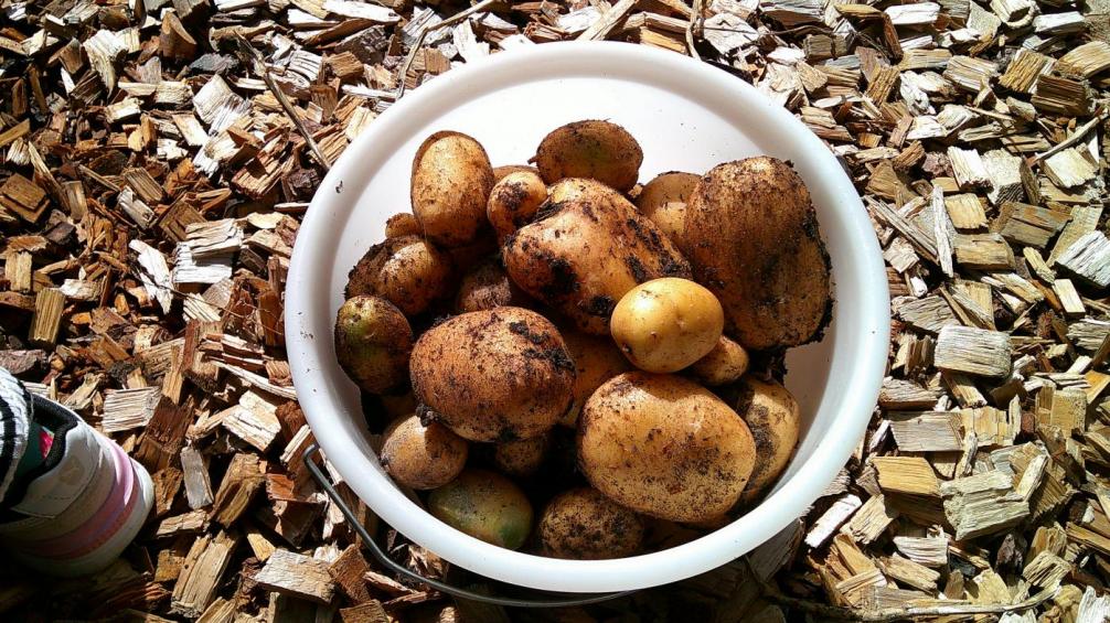 Kartoffeln in einem Eimer 