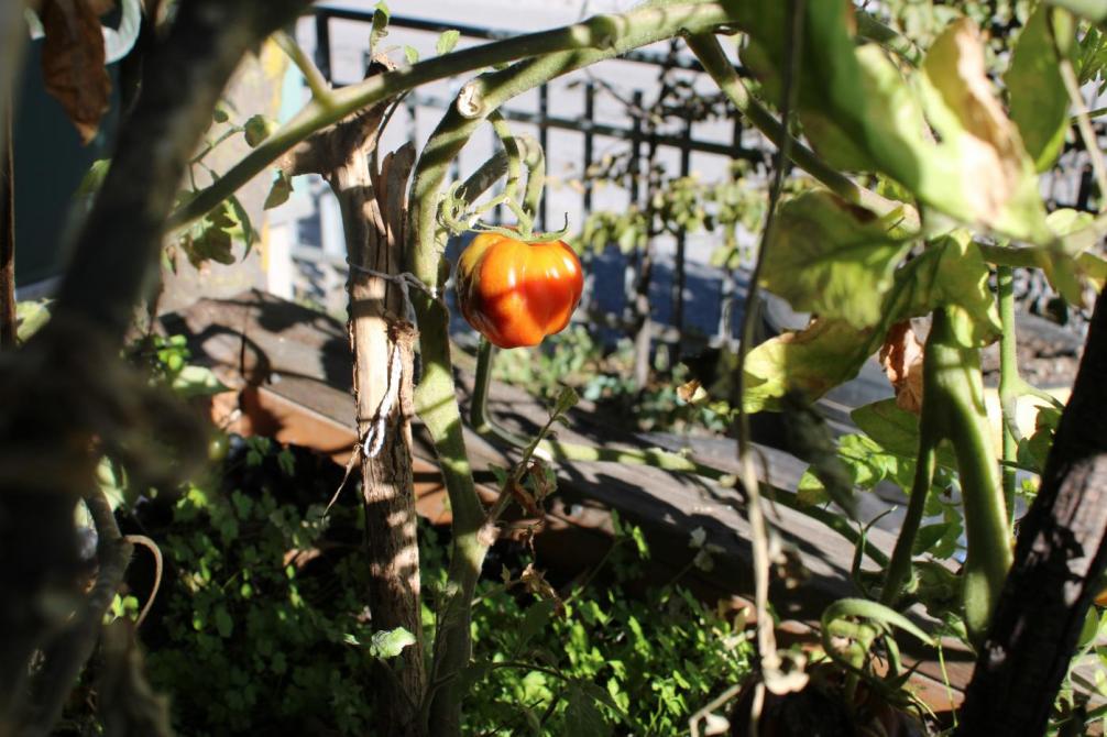 eine rote Tomate im Hochbeet 