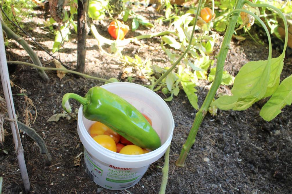 Eimer mit Paprika und Tomaten auf dem Hochbeet 