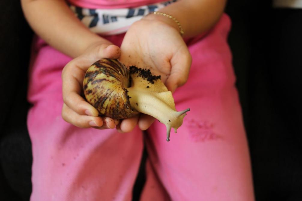 Kindeshände mit großer Schnecke 