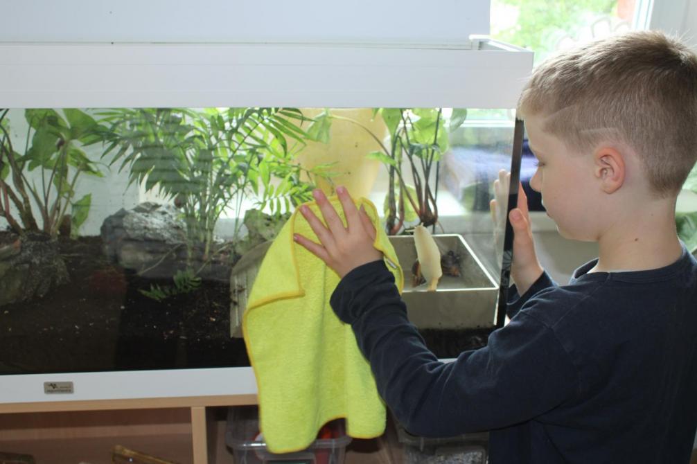 Kind putzt das Schneckenterrarium