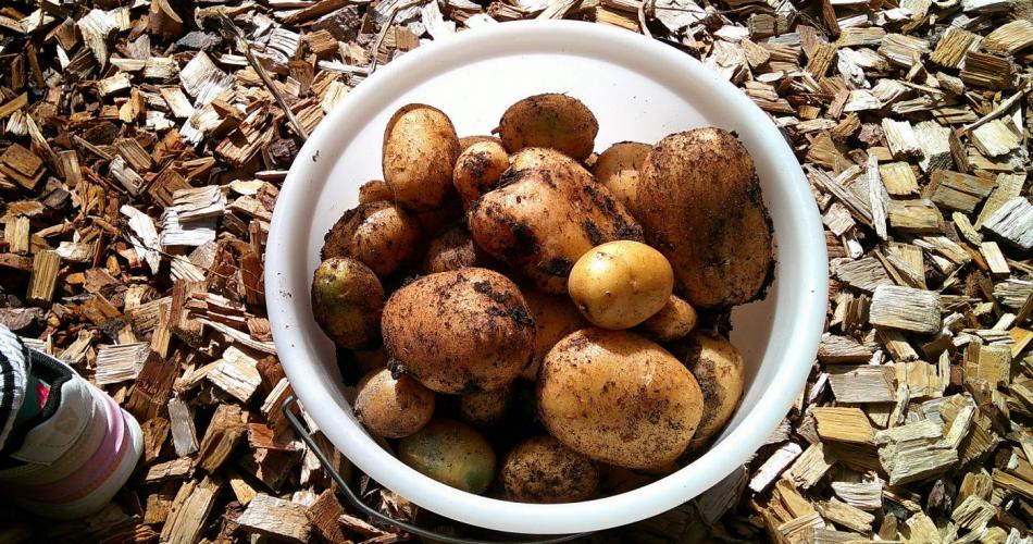 Kartoffeln in einem Eimer 