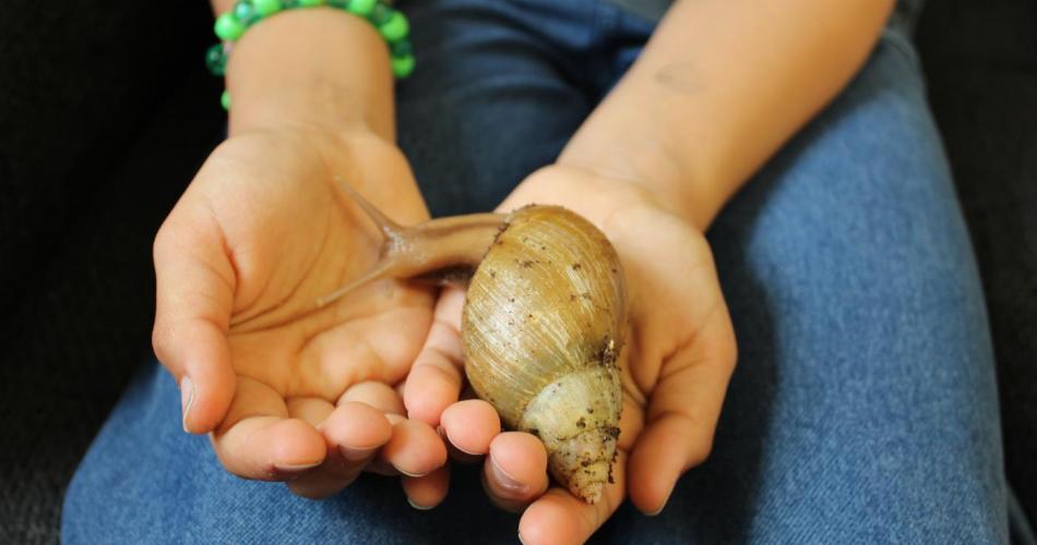 Kindeshände mit großer Schnecke 