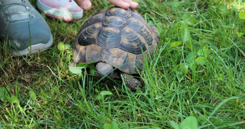 Schildkröte