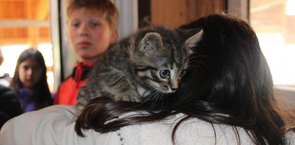 Baby Katze