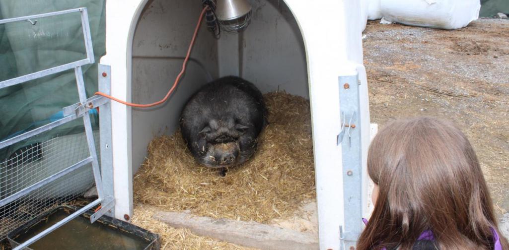 Hängebauchschwein Alf